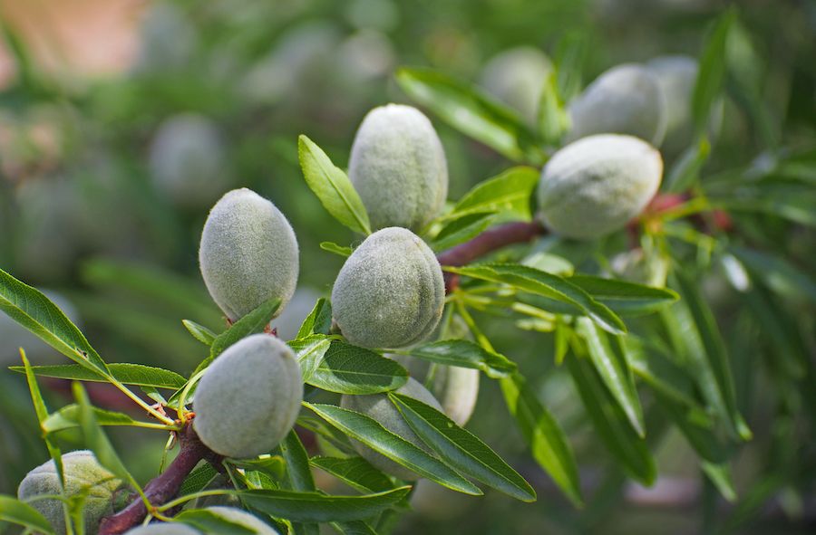 A Brief History of Almonds