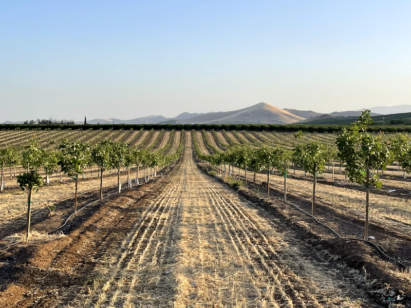 Sustaining The Future of California Agriculture A Vital Industry