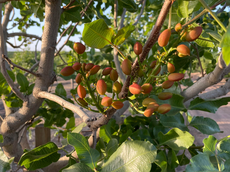 A Quick Glance at Investing in Pistachios